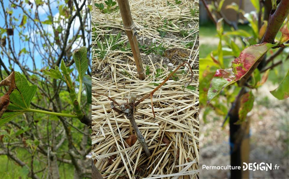 Suivi de la création d’un jardin-forêt comestible en permaculture au sein de la communauté du projet TERA.