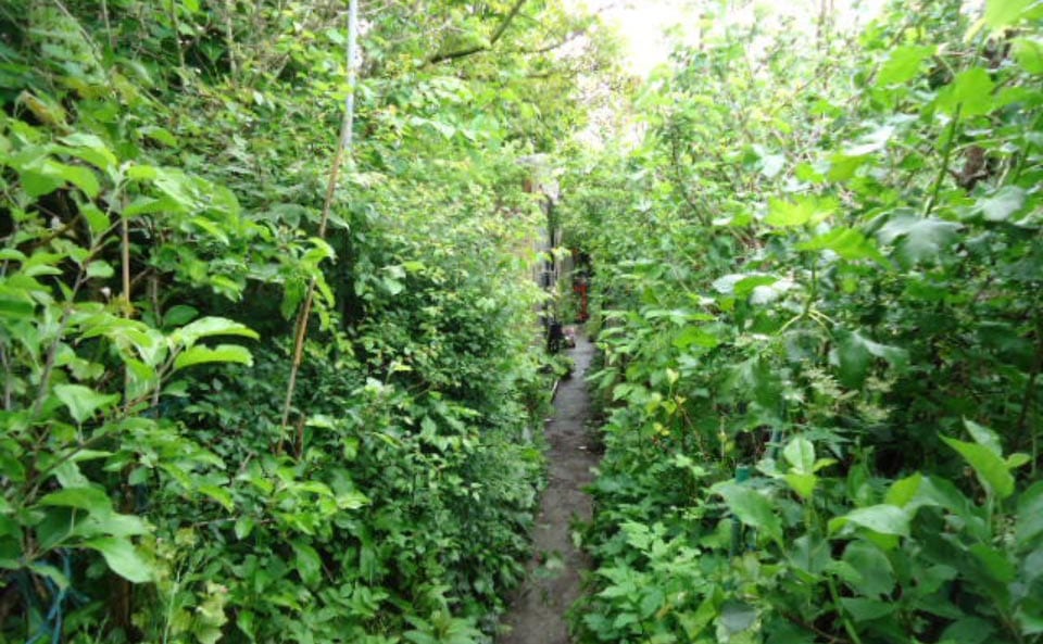 Le jardin-forêt en permaculture des fraternités ouvrières de Mouscron en Belgique produit des fruits et légumes en abondance toute l’année.