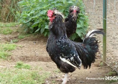 Hervé Husson, éleveur passionné, vous guide pour bien choisir les poules de votre petit élevage familial traditionnel.