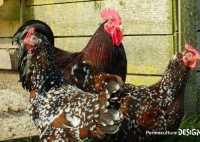 Hervé Husson, éleveur passionné, vous guide pour bien choisir les poules de votre petit élevage familial traditionnel.