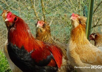 Hervé Husson, éleveur passionné, vous guide pour bien choisir les poules de votre petit élevage familial traditionnel.