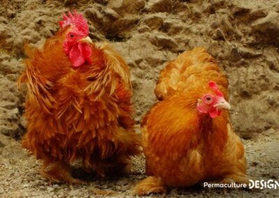 Hervé Husson, éleveur passionné, vous guide pour bien choisir les poules de votre petit élevage familial traditionnel.