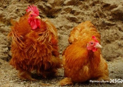 Hervé Husson, éleveur passionné, vous guide pour bien choisir les poules de votre petit élevage familial traditionnel.