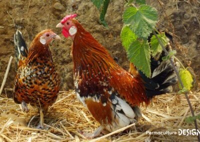 Hervé Husson, éleveur passionné, vous guide pour bien choisir les poules de votre petit élevage familial traditionnel.