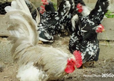 Hervé Husson, éleveur passionné, vous guide pour bien choisir les poules de votre petit élevage familial traditionnel.