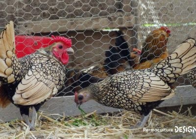 Hervé Husson, éleveur passionné, vous guide pour bien choisir les poules de votre petit élevage familial traditionnel.