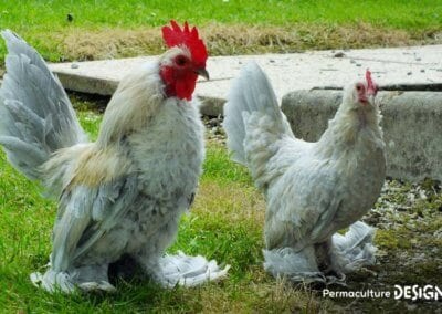 Hervé Husson, éleveur passionné, vous guide pour bien choisir les poules de votre petit élevage familial traditionnel.