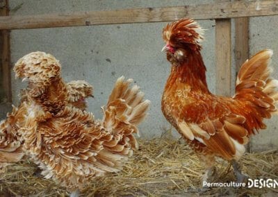 Hervé Husson, éleveur passionné, vous guide pour bien choisir les poules de votre petit élevage familial traditionnel.