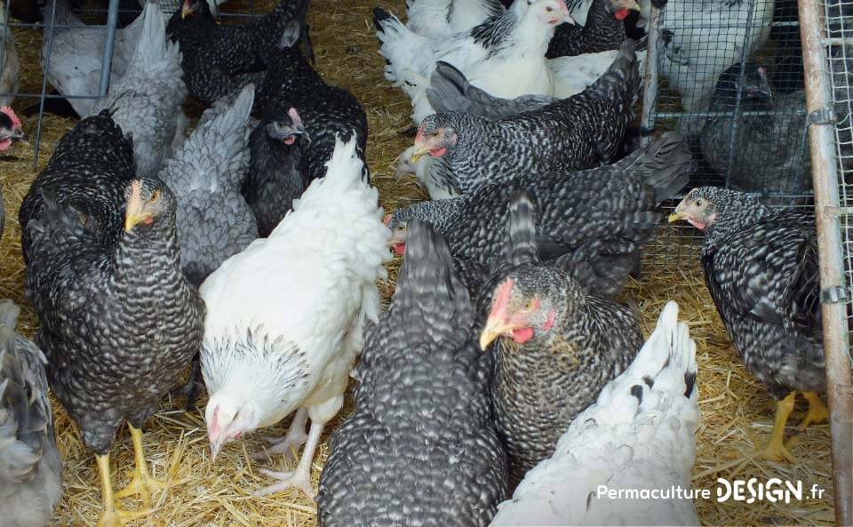 Hervé Husson, éleveur passionné, vous guide pour bien choisir les poules de votre petit élevage familial traditionnel.