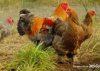 Hervé Husson, éleveur passionné, vous guide pour bien choisir les poules de votre petit élevage familial traditionnel.