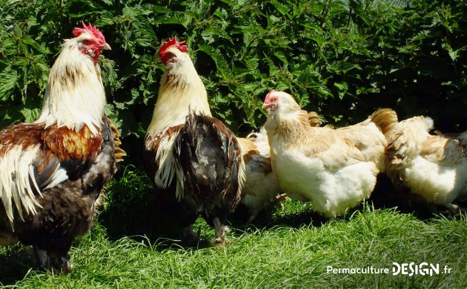 Hervé Husson, éleveur passionné, vous guide pour bien choisir les poules de votre petit élevage familial traditionnel.