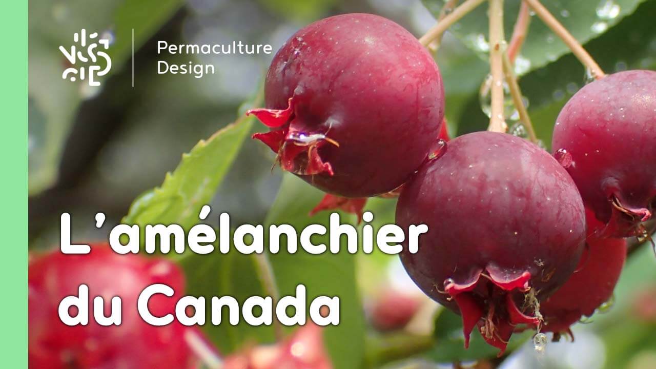L’amélanchier canadensis ou amélanchier du Canada est une plante rustique très utile en permaculture.