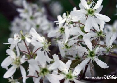 L’amélanchier canadensis ou amélanchier du Canada est une plante rustique très utile en permaculture.