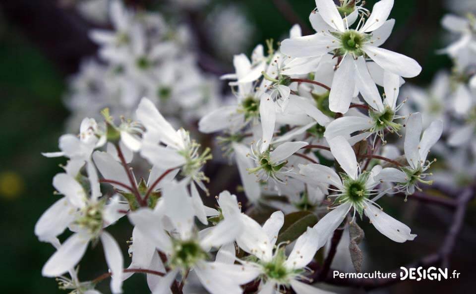 une fleur de Martin 24 septembre trouvé par Ajonc Plante-permaculture-amelanchier-canadensis-du-canada-petite-poire-design_04