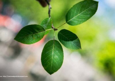 L’amélanchier canadensis ou amélanchier du Canada est une plante rustique très utile en permaculture.