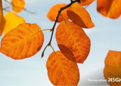 L’amélanchier canadensis ou amélanchier du Canada est une plante rustique très utile en permaculture.