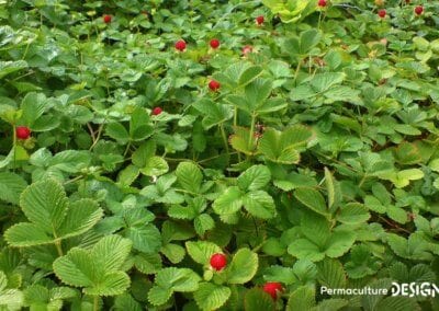 Le fraisier des Indes est une plante servant de couvre-sol vivant très utile en permaculture.
