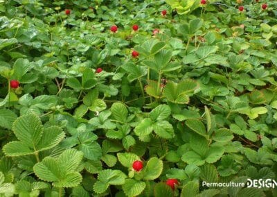 Le fraisier des Indes est une plante servant de couvre-sol vivant très utile en permaculture.