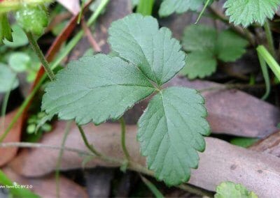 Le fraisier des Indes est une plante servant de couvre-sol vivant très utile en permaculture.