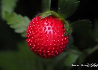 Le fraisier des Indes est une plante servant de couvre-sol vivant très utile en permaculture.