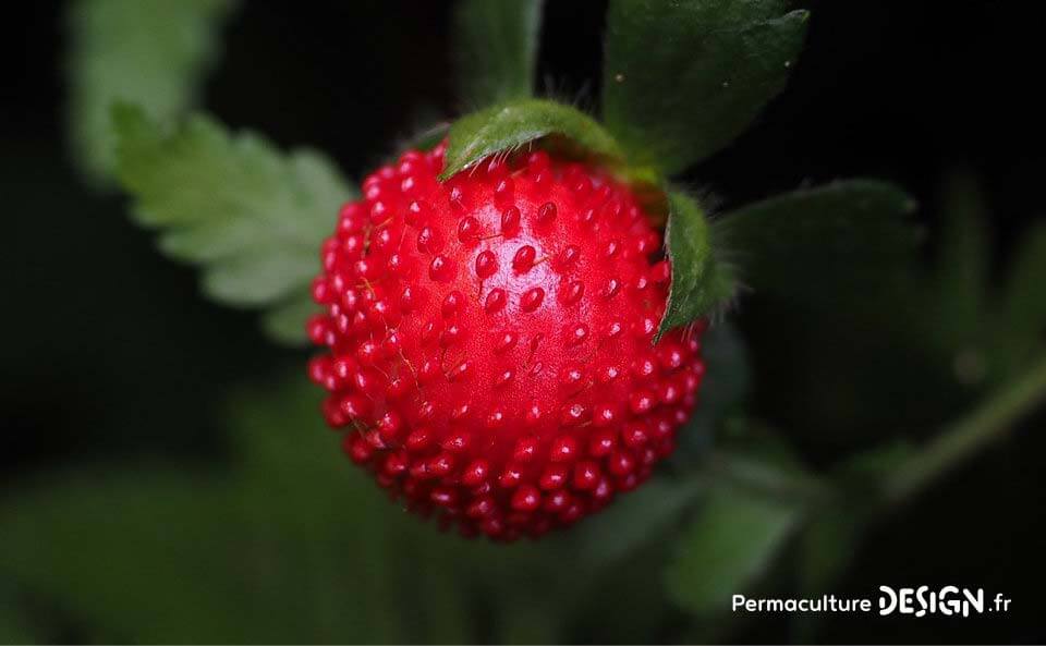 Fraisier des Indes Plante-permaculture-duchesnea-indica-fraisier-indien-des-indes-design_06