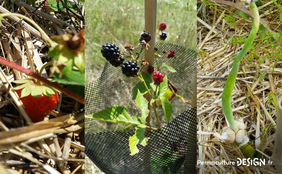 Suivi de la création d’un jardin-forêt comestible en permaculture au sein de la communauté du projet TERA.