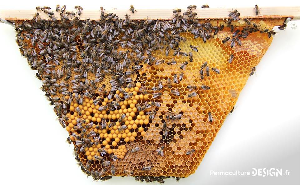 Explications et plans de Pierre Javaudin, expert en apiculture naturelle, pour la fabrication d’une ruche horizontale en palettes et matériaux de récupération, recyclés.