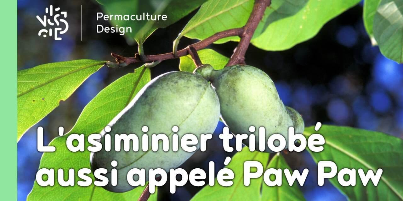 L’asiminier trilobé aussi appelé Paw Paw