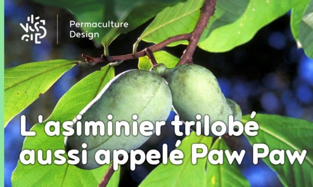 L’asiminier trilobé aussi appelé Paw Paw