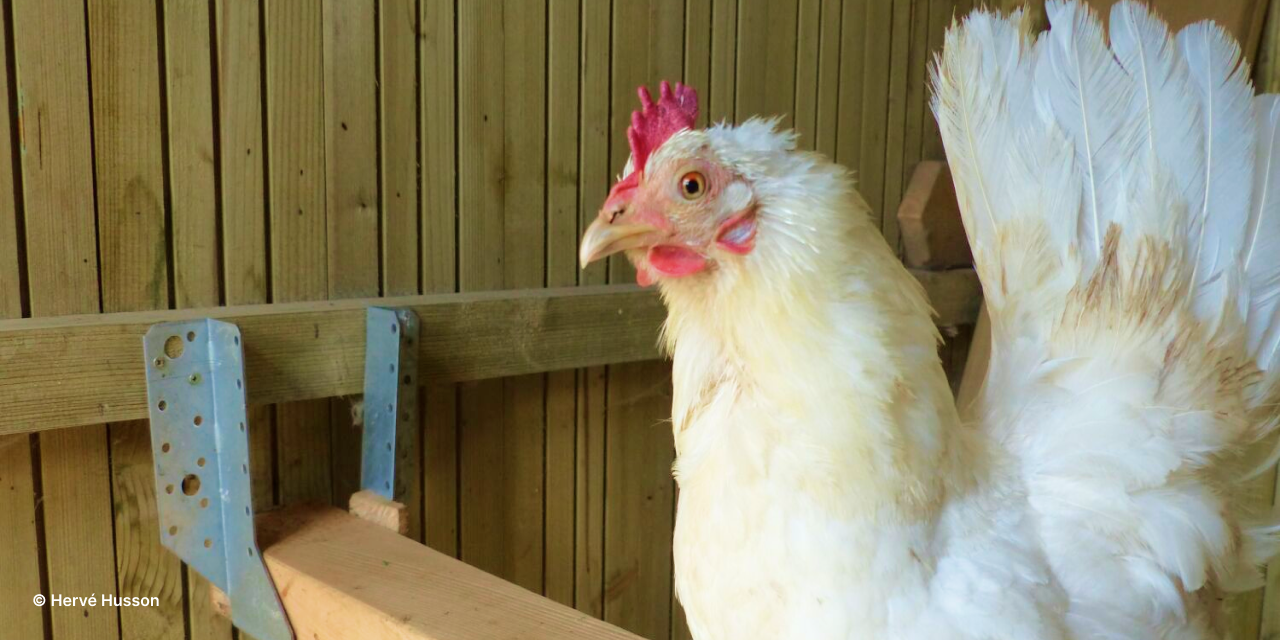 Empêcher Une Poule De Couver