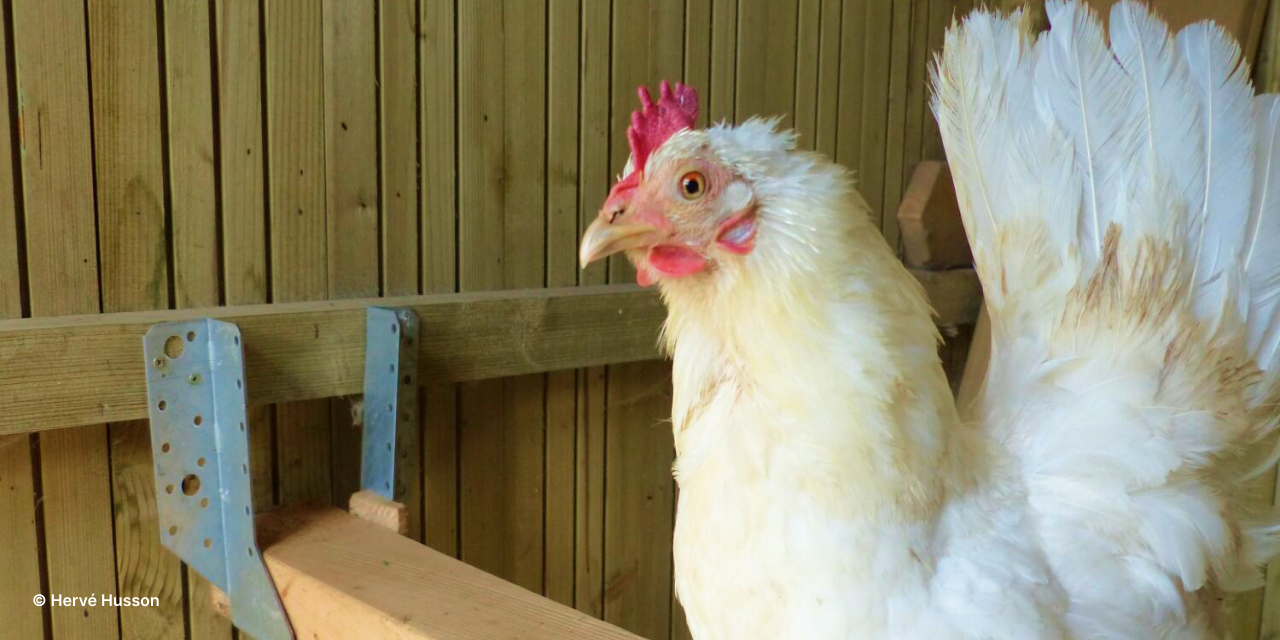 ​​Hervé Husson nous conseille sur les meilleurs équipements pour un poulailler confortable et pratique pour les poules comme pour les éleveurs.