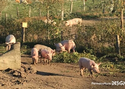 ​​Lauriane et Charles Durant, gérants de la Ferme du Vieux Poirier en Alsace depuis 2012, nous expliquent comment et pourquoi ils ont transformé leur micro-ferme grâce à la permaculture.