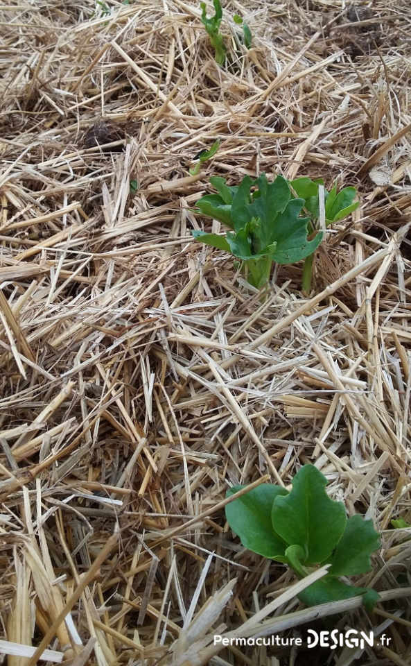 Quel type de maraîcher devenir quand on se lance dans cette activité agricole : en conventionnel, en bio ou en permaculture ?