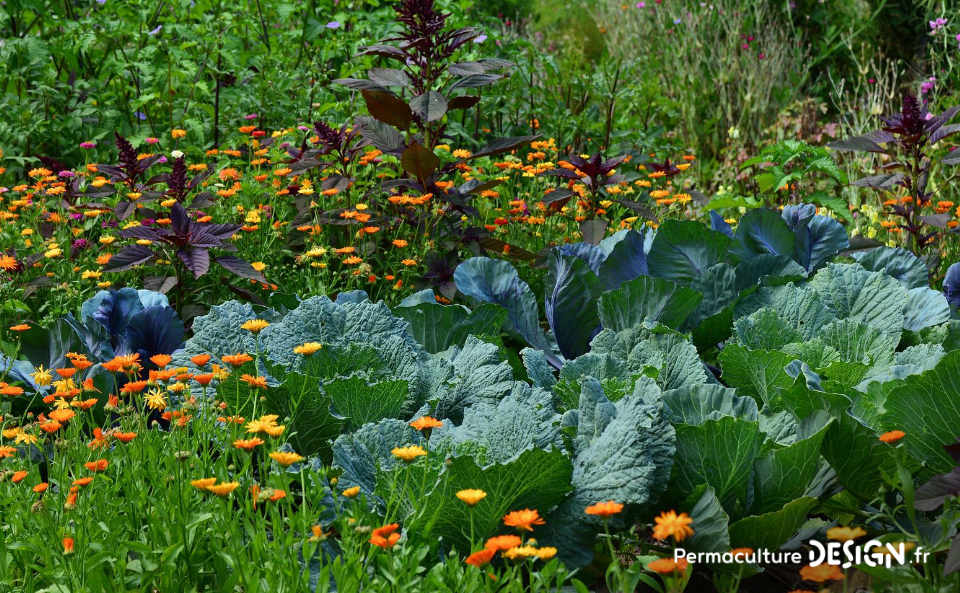 ​​Quel type de maraîcher devenir quand on se lance dans cette activité agricole : en conventionnel, en bio ou en permaculture ?