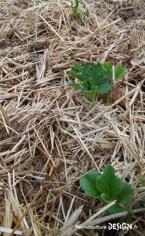 ​​Quel type de maraîcher devenir quand on se lance dans cette activité agricole : en conventionnel, en bio ou en permaculture ?