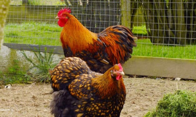 Du poulailler au jardin potager : valorisez simplement les productions de vos poules.