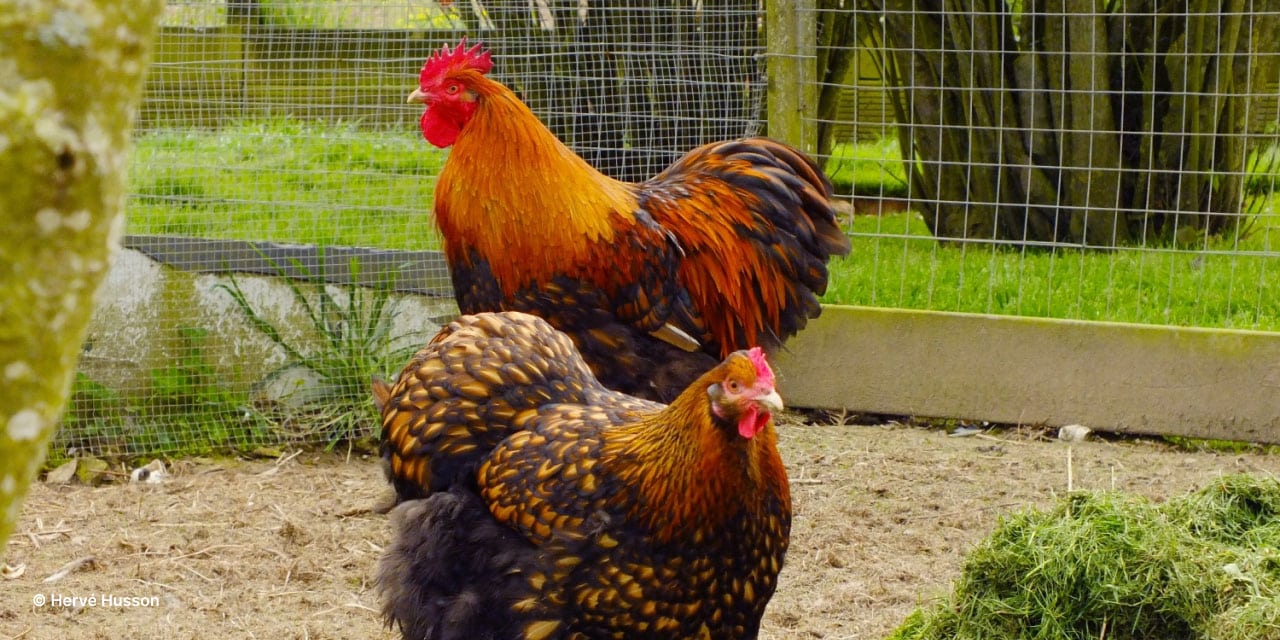 Avoir un élevage de poules permet de valoriser diverses productions au jardin potager pour booster vos cultures.