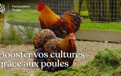 Du poulailler au jardin potager : valorisez simplement les productions de vos poules.