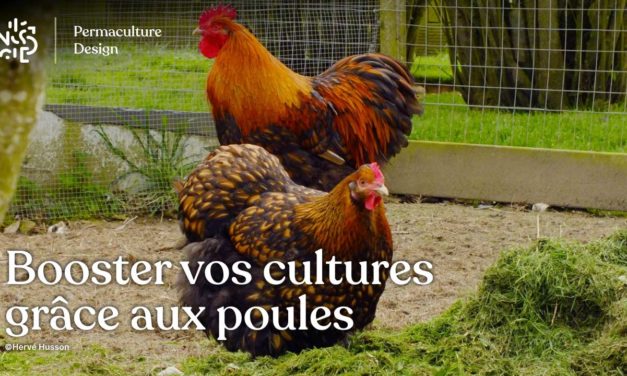 Du poulailler au jardin potager : valorisez simplement les productions de vos poules.