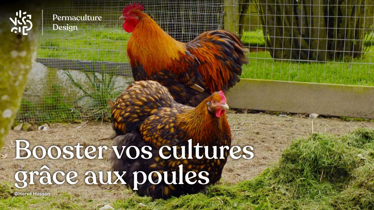 Du Poulailler Au Jardin Potager Valorisez Les Productions De Vos