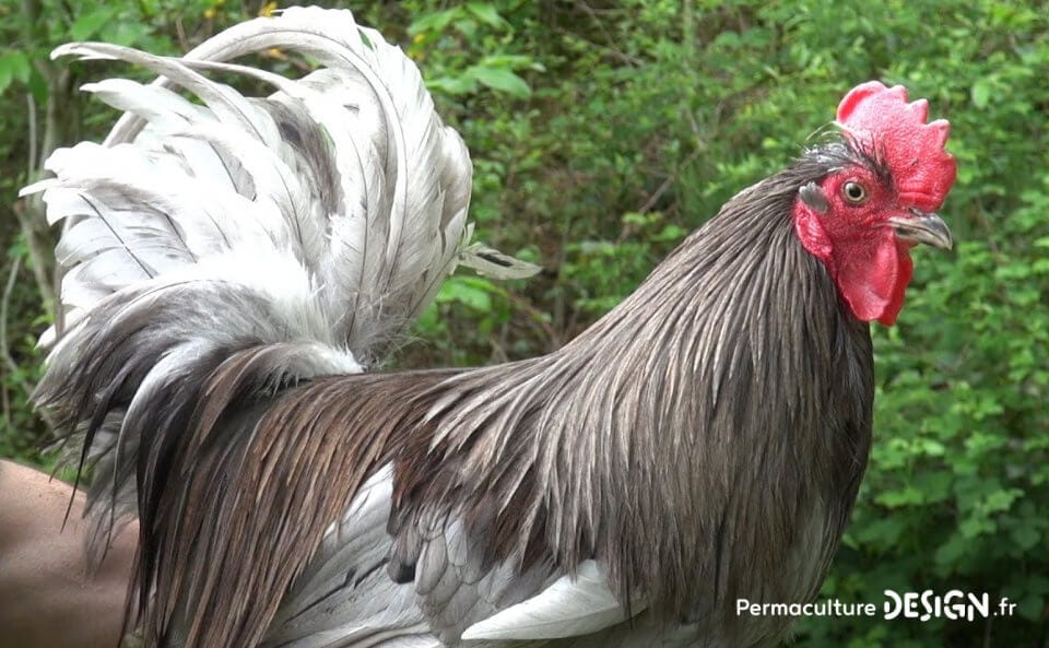 Avoir un élevage de poules permet de valoriser diverses productions au jardin potager pour booster vos cultures.