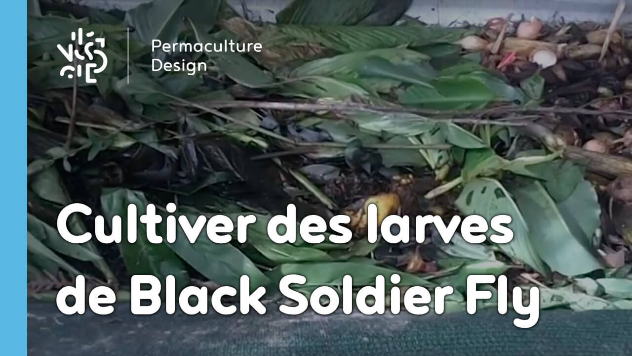 Exemple de culture de larves d’hermetia illucens, aussi appelées black soldier fly, pour nourrir les poules dans un poulailler en permaculture.