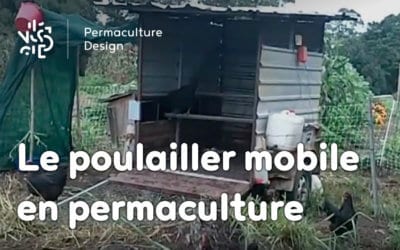 Les avantages d’un poulailler mobile en permaculture
