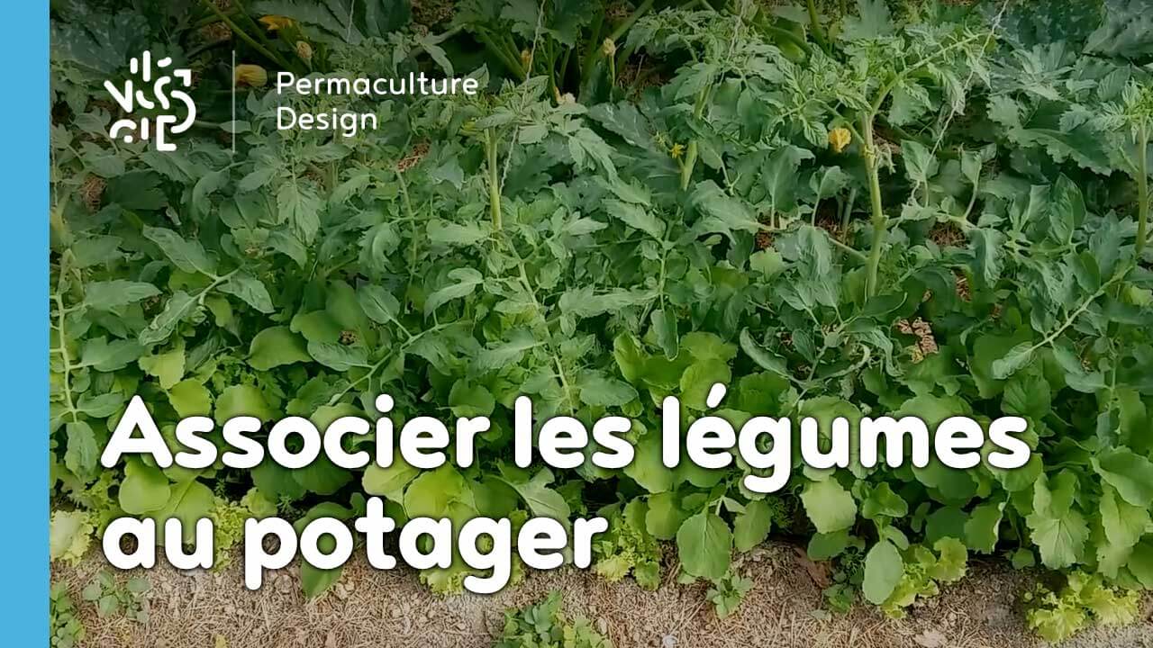 Créez vos associations de légumes au potager en permaculture