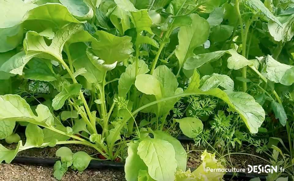 Les associations de légumes au potager en permaculture permettent de maximiser vos récoltes tout en imitant la nature.