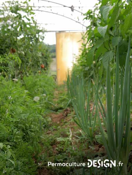 Les associations de légumes au potager en permaculture sont passionnantes et source d’apprentissages.