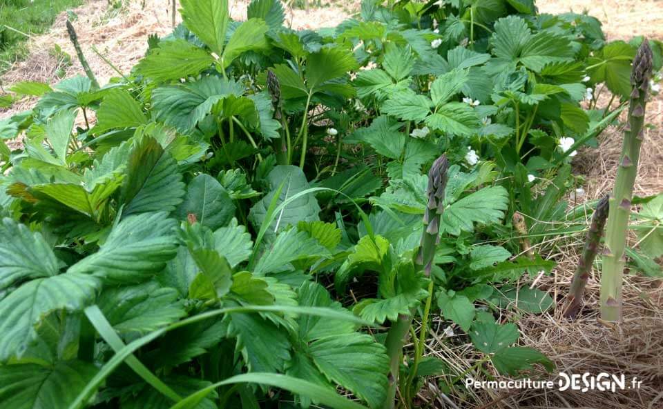 Les associations de légumes au potager en permaculture sont passionnantes et source d’apprentissages.