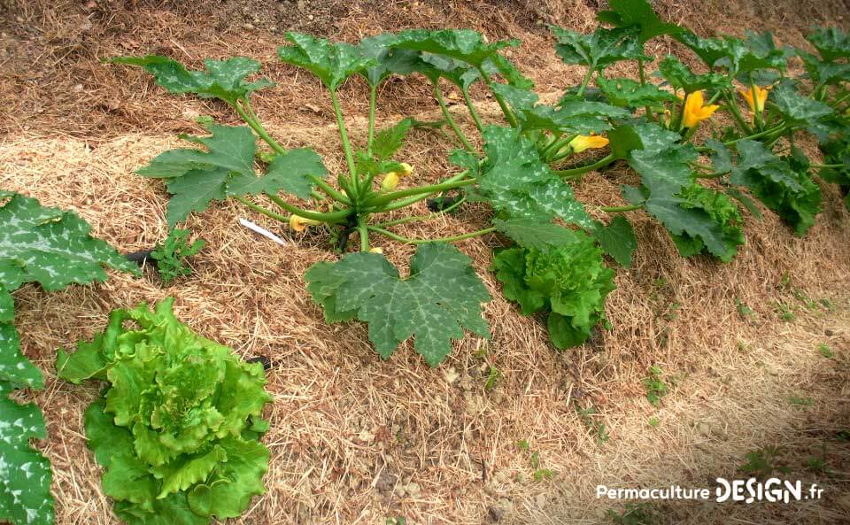 Les associations de légumes au potager en permaculture permettent de maximiser vos récoltes tout en imitant la nature.