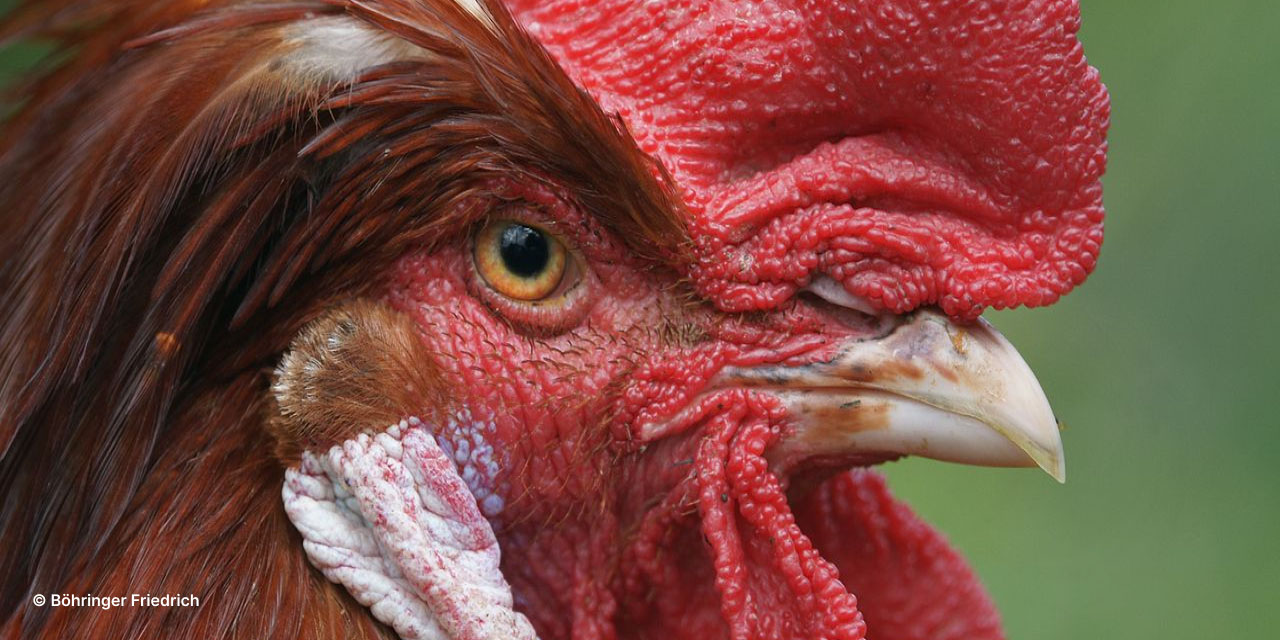 D'où vient le coq ?