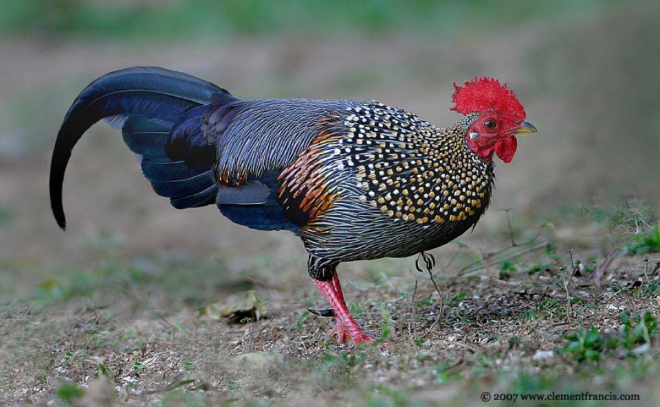 Poule décorative de couleur rouge